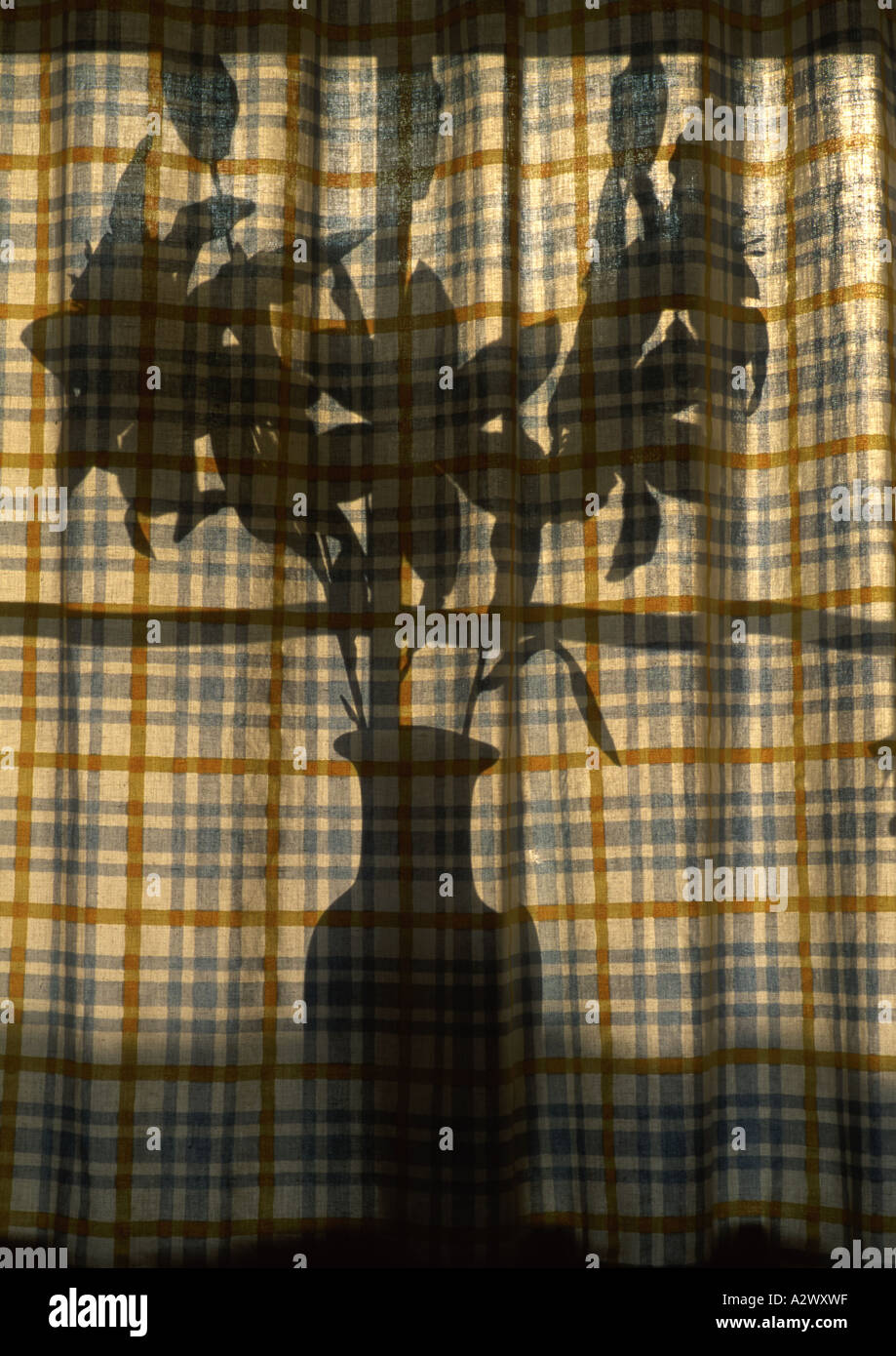 Blumen (Mittelformat) hinter einem Vorhang Stockfoto