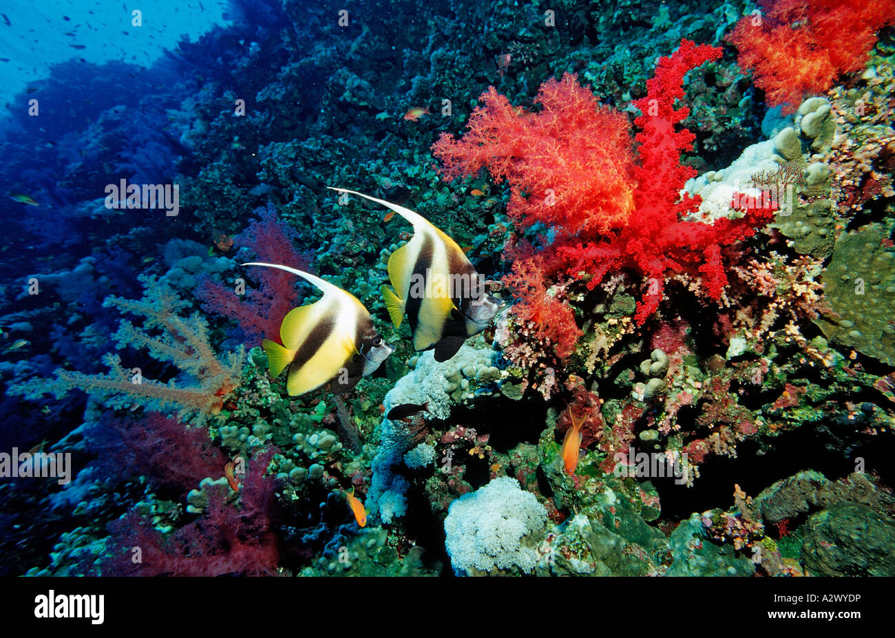 Red Sea Bannerfishes Bannerfish Heniochus Intermedius Ägypten Afrika Sinai Sharm el Sheik Rotes Meer Stockfoto