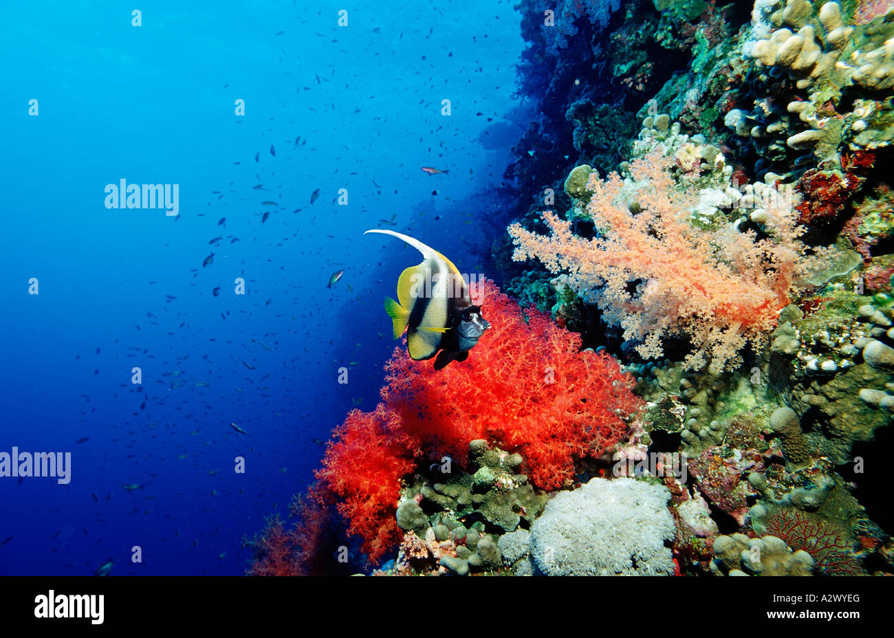 Red Sea Bannerfishes Bannerfish Heniochus Intermedius Ägypten Afrika Sinai Sharm el Sheik Rotes Meer Stockfoto