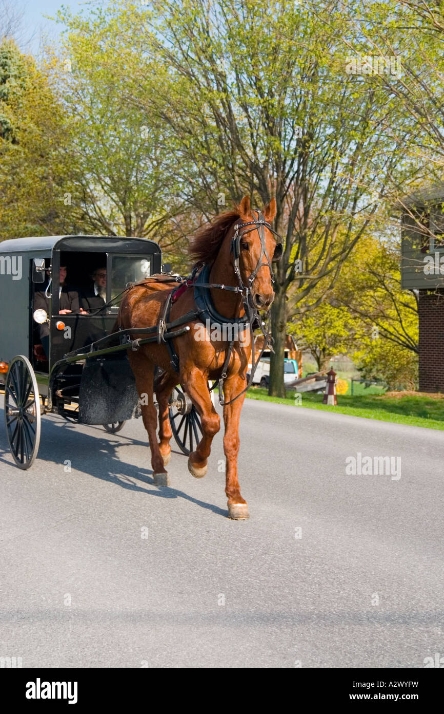 Amische Pferd Buggy Stockfoto