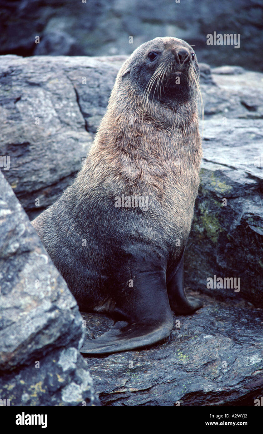 Antarktische Seebär in der Süd-Orkney-Inseln-Antarktis Stockfoto