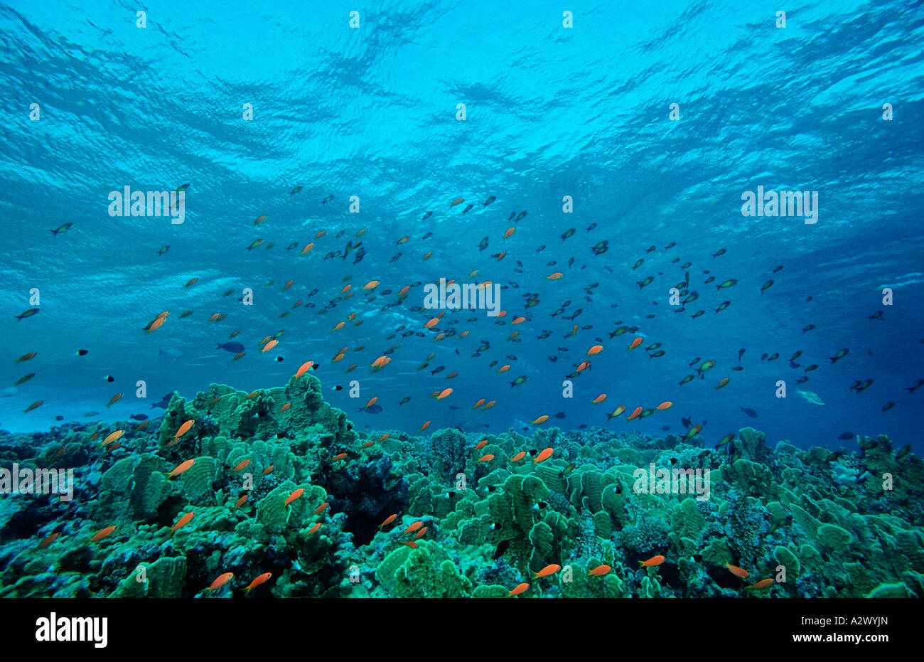 Harem Flag Basslet und Korallenriff Pseudanthias Squamipinnis Ägypten Afrika Sinai Sharm el Sheik Rotes Meer Stockfoto