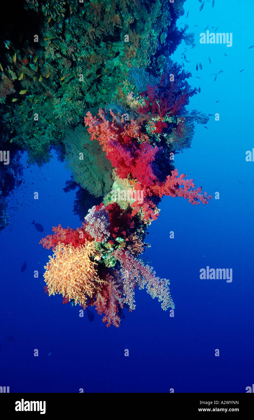Coral Reef Ägypten Afrika Sinai Sharm el Sheik Rotes Meer Stockfoto