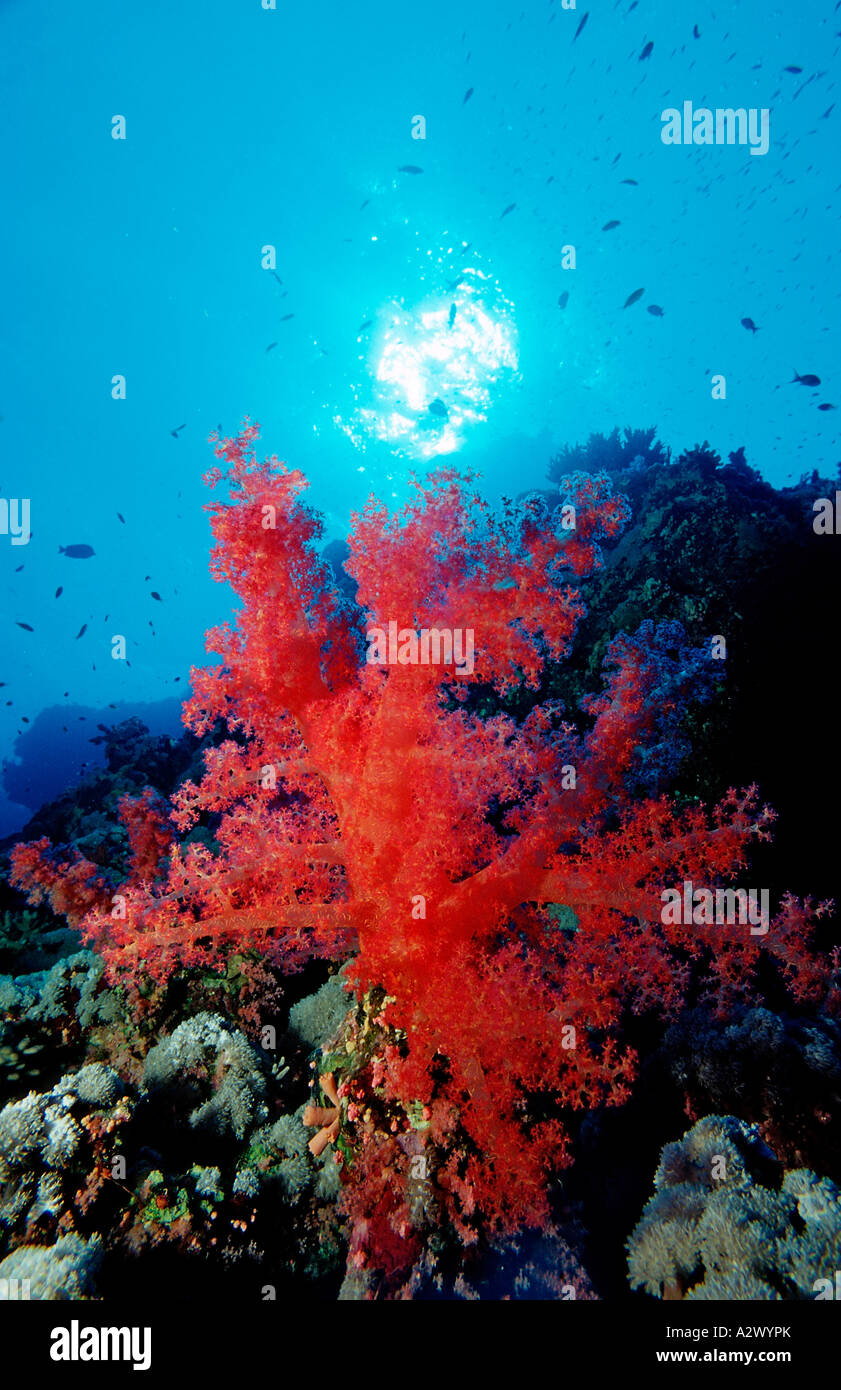Coral Reef Ägypten Afrika Sinai Ras Mohammed Rotes Meer Stockfoto