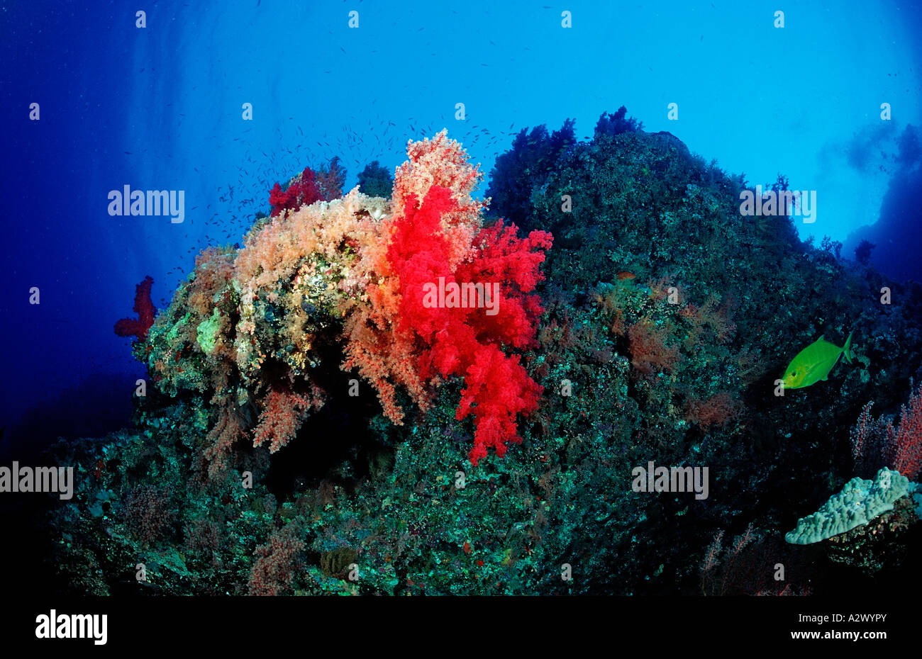 Coral Reef Ägypten Afrika Sinai Sharm el Sheik Rotes Meer Stockfoto