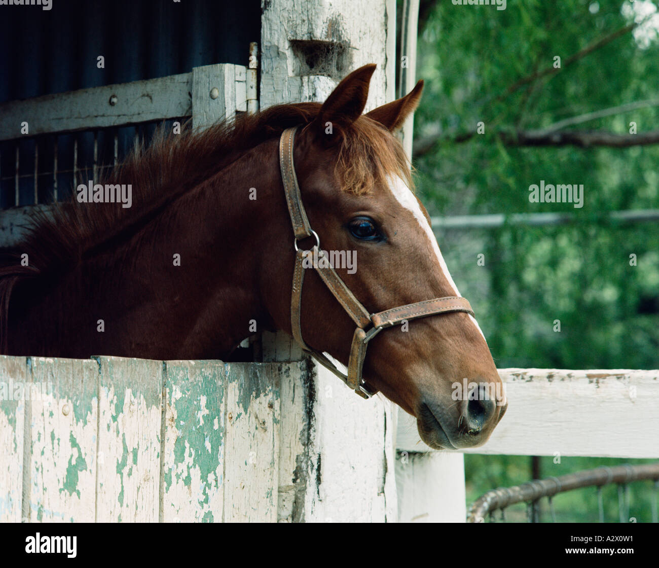 Portrait von Kastanie Pferd Kopf aus stabilen Tür Vollblut Pferd.  Australien Stockfotografie - Alamy