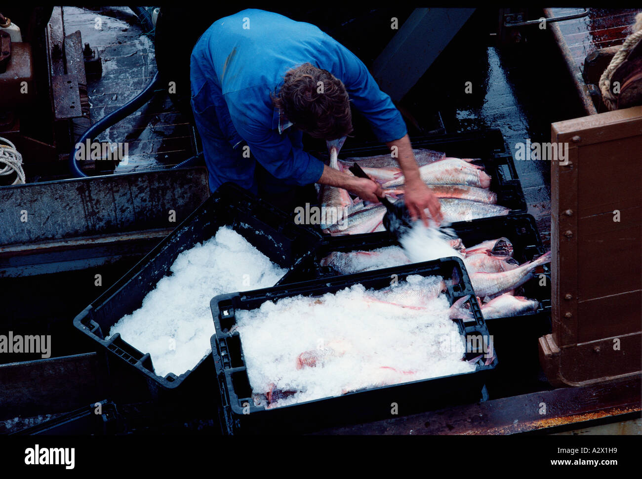Fischerei-Industrie. Mann Verpackung frisch gefangenen Fisch in Eis. Stockfoto