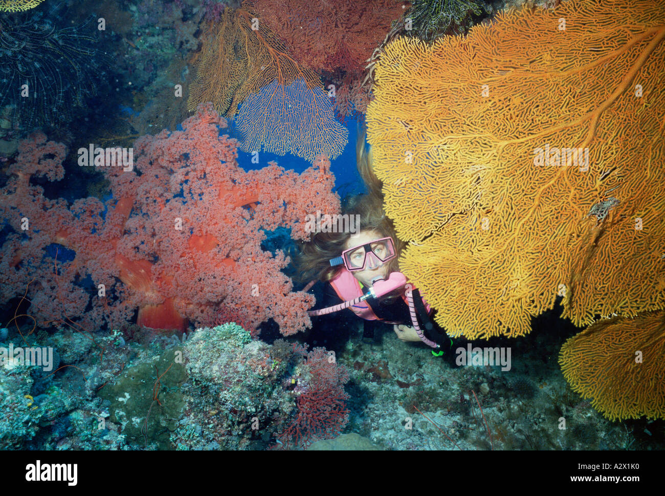 Weibliche Taucher mit Gorgonien und Fächerkorallen.  Great Barrier Reef. Australien. Stockfoto