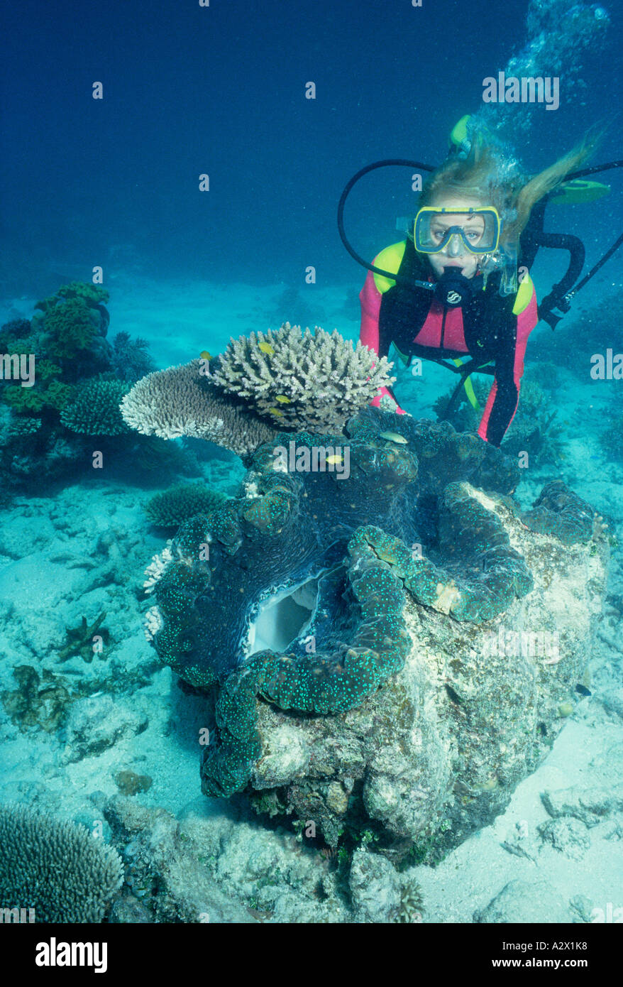 Australien. Queensland. Great Barrier Reef. Weibliche Taucher unter Wasser mit Riesenmuschel. Stockfoto