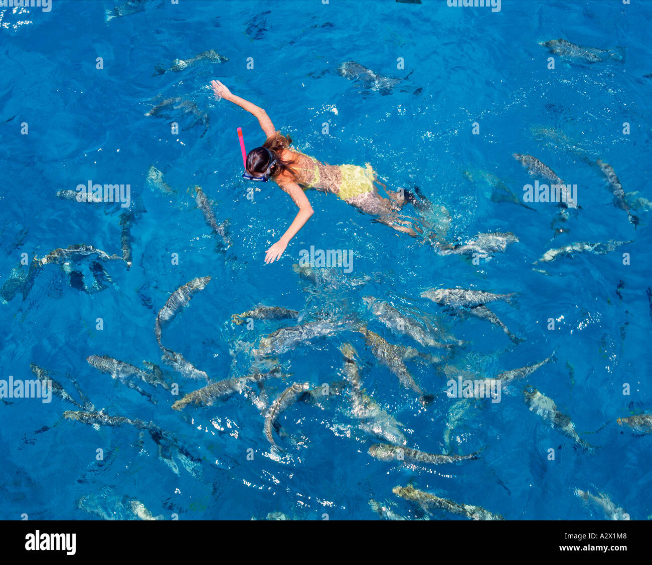 Australien. Queensland-Great Barrier Reef. Hohe Sicht der Frau im Wasser mit Fischen schnorcheln. Stockfoto
