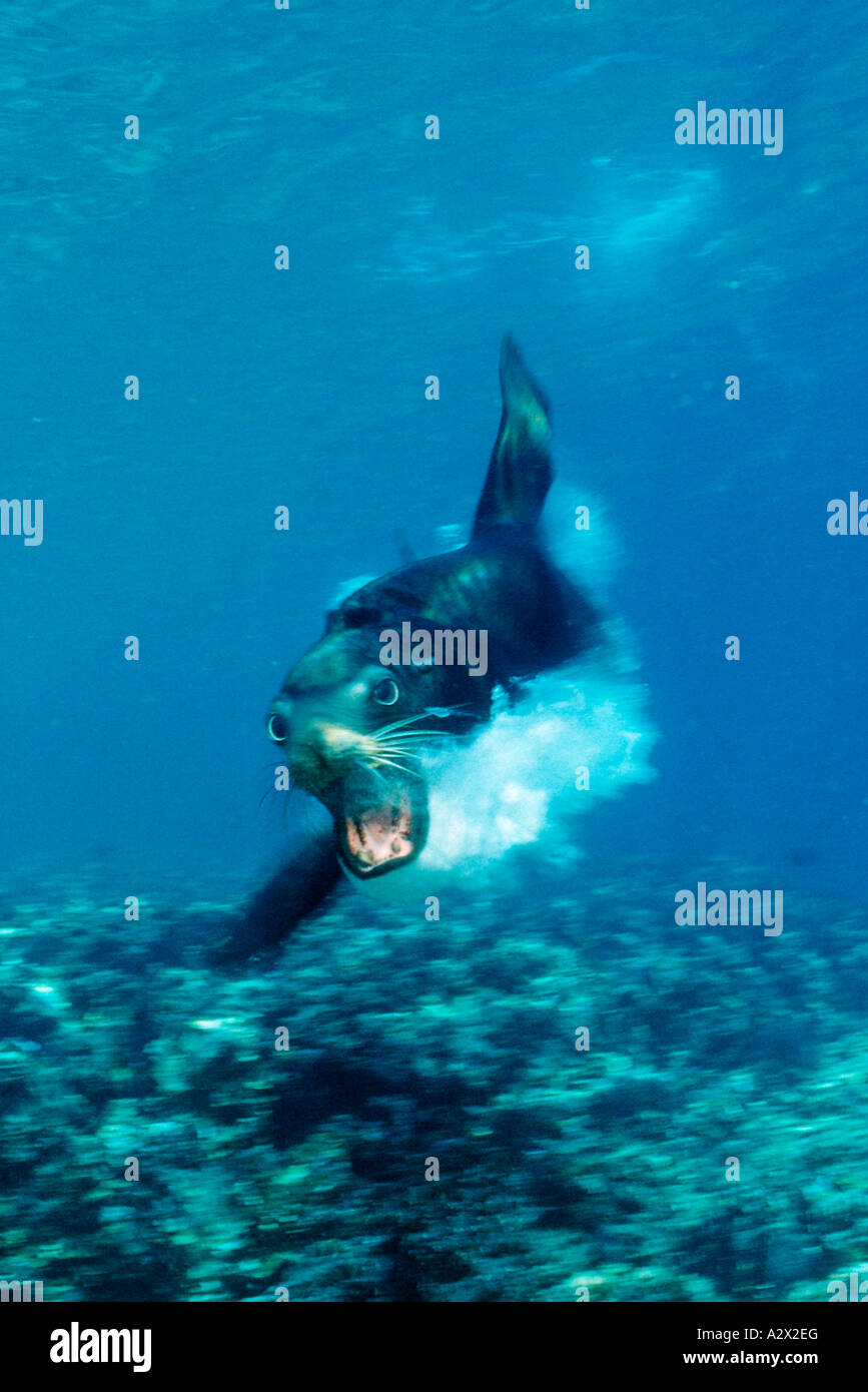 Angreifende kalifornische Seelöwen Zalophus Californianus Mexico Sea of Cortez Baja California La Paz Stockfoto