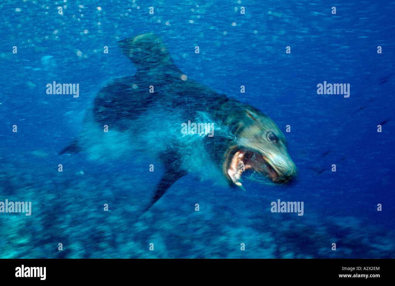 Angreifende kalifornische Seelöwen Zalophus Californianus Mexico Sea of Cortez Baja California La Paz Stockfoto