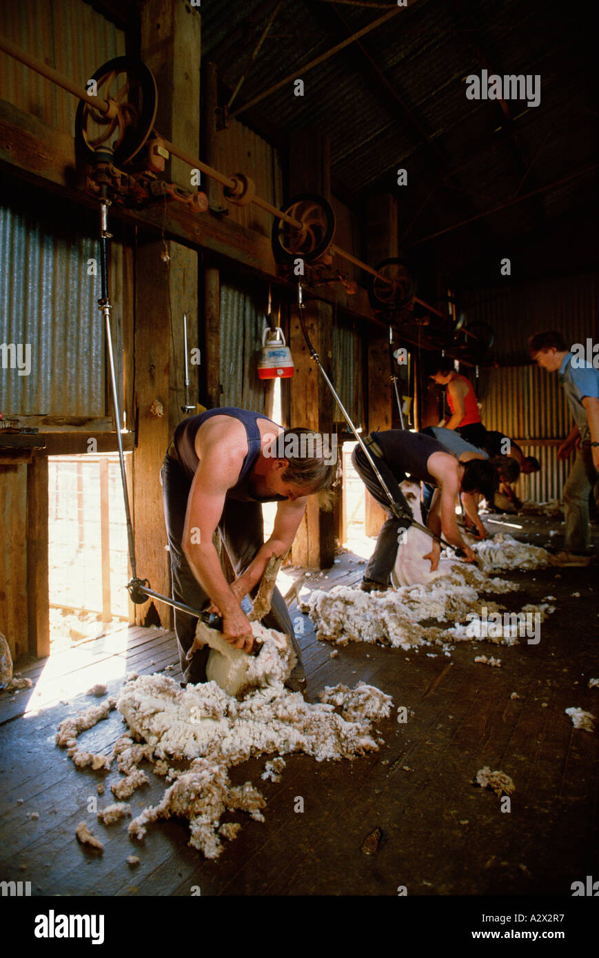 Australien. Männer Schafschur im Schuppen. Stockfoto