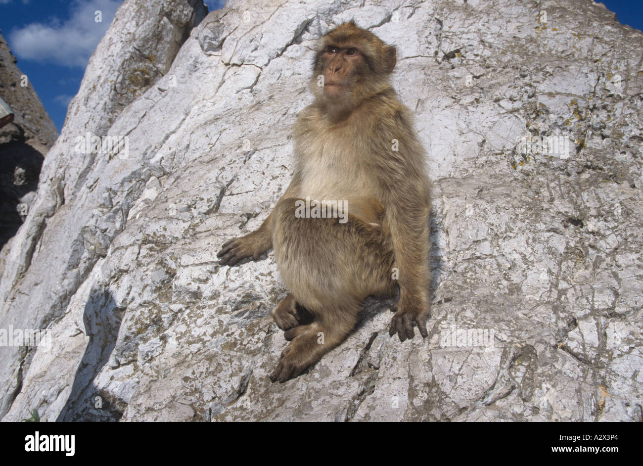 Berbermakaken Macaca sylvanus, auch bekannt als Berberaffe auf dem Felsen von Gibraltar Stockfoto