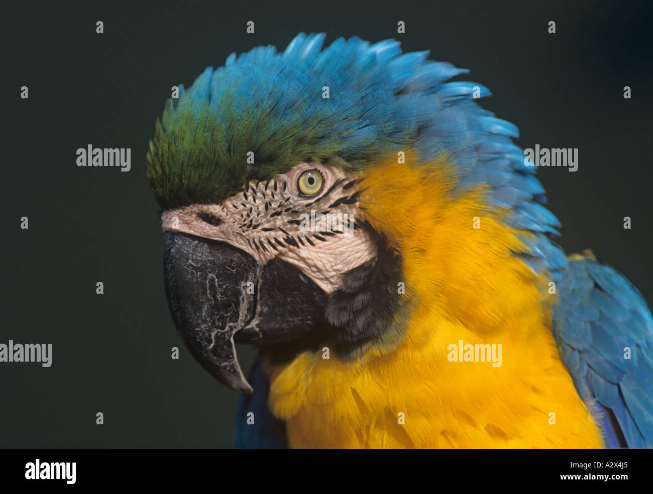 Blue & Yellow Macaw Ara Araranna Portrait Stockfoto