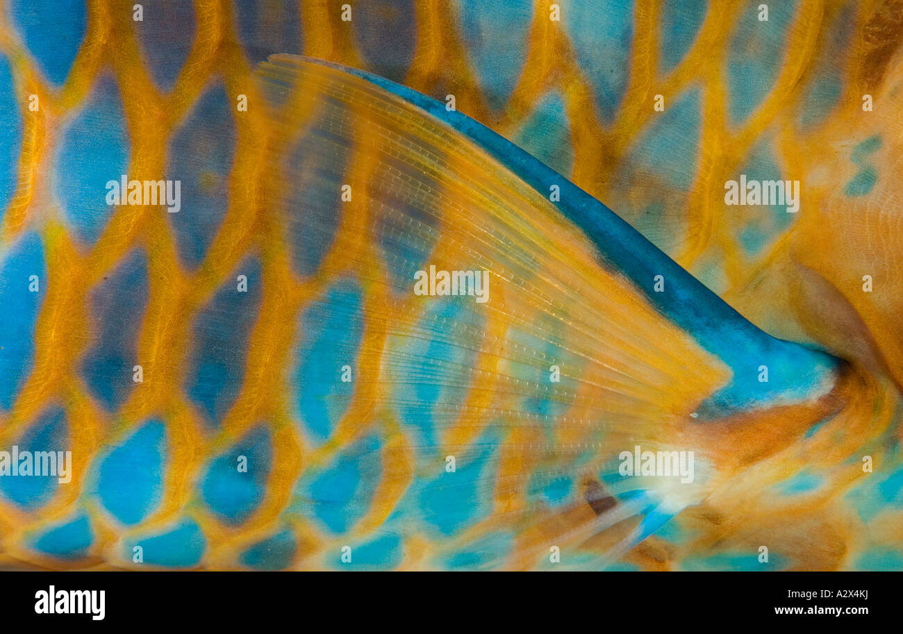 Details der blauen vergitterten Papageienfisch, Scarus Ghobban, Bali Indonesien der Haut. Stockfoto