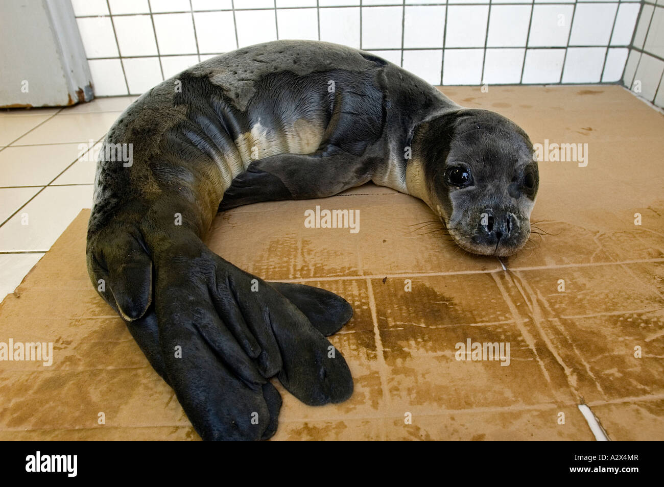 Verwaiste Mittelmeer Monk Seal Badem an ihrem ersten Tag in Foca Monk Seal Rehabilitationszentrum, Izmir Türkei. Stockfoto