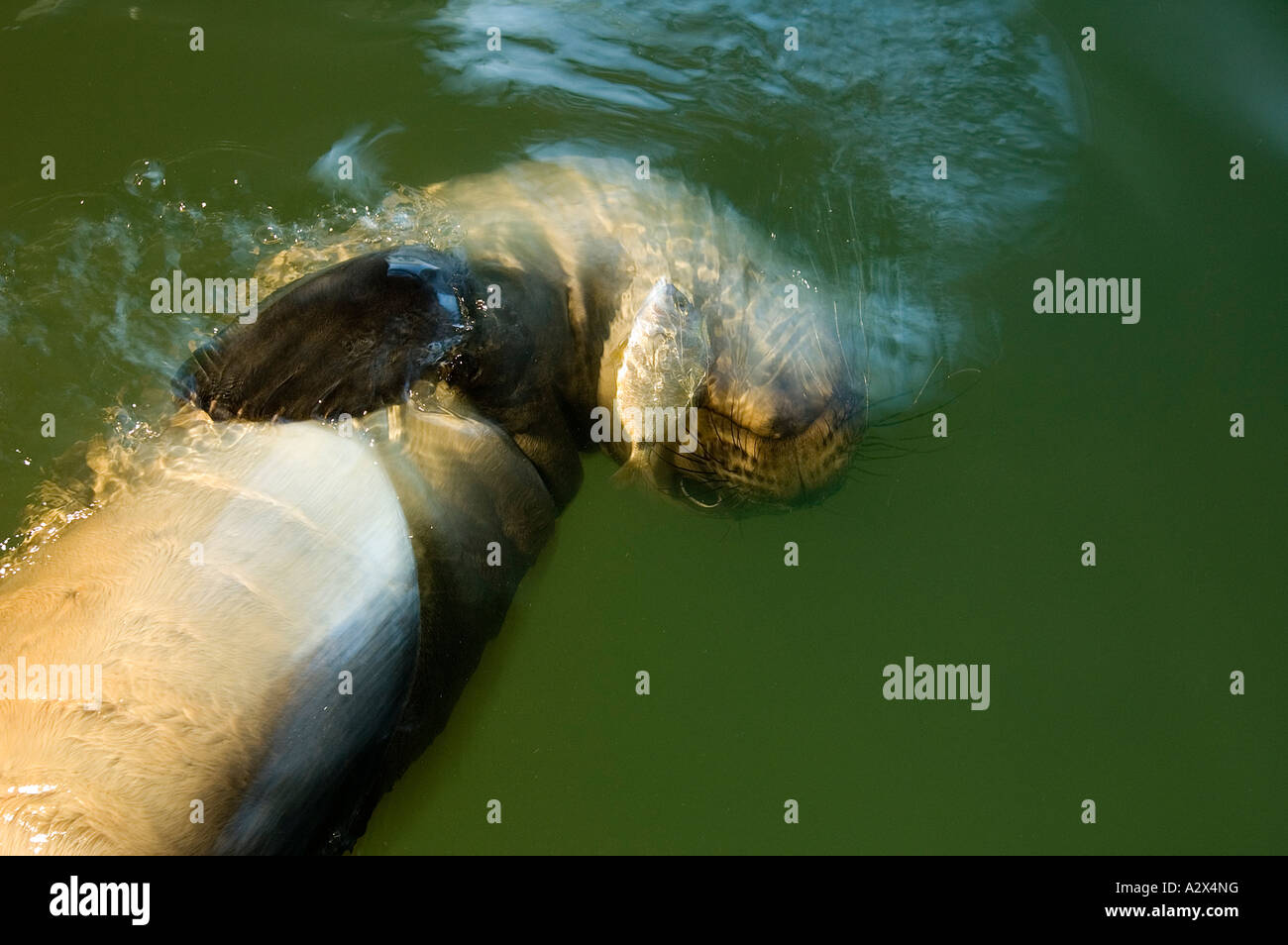 Verwaiste Mittelmeer Monk Seal Badem fangen eine lebende Fische in ihrem Pool, BAZL Monk Seal-Reha-Zentrum, Izmir-Türkei. Stockfoto
