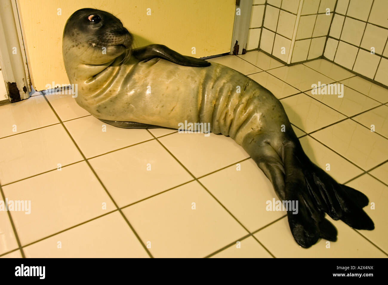 Verwaiste Mittelmeer-Mönchsrobben Dichtung Badem in Foca Monk Seal Rehabilitationszentrum, Izmir Türkei. Stockfoto