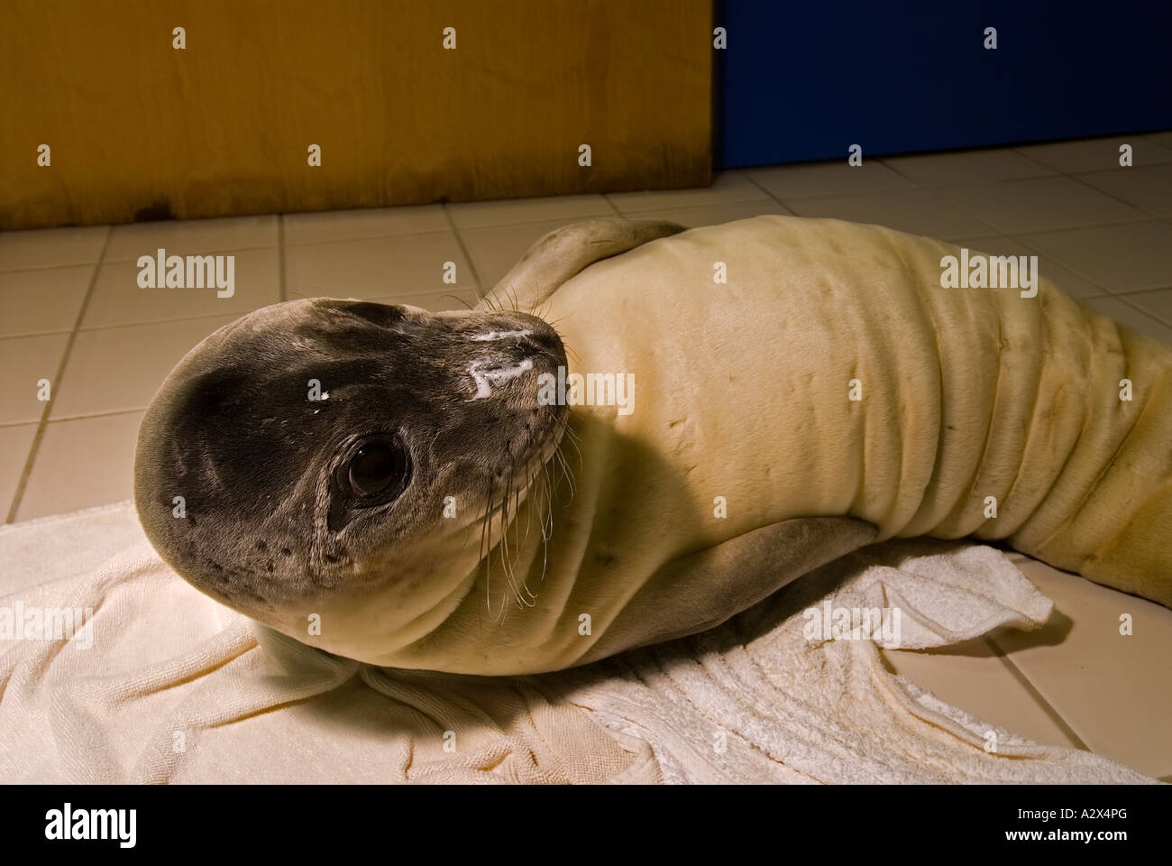 Verwaiste Mittelmeer-Mönchsrobben Dichtung Badem in Foca Monk Seal Rehabilitationszentrum, Izmir Türkei. Stockfoto