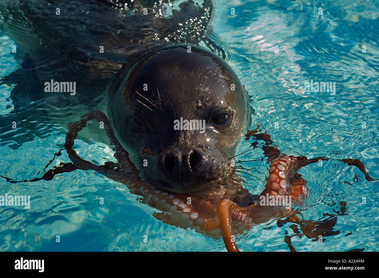 Verwaiste Mittelmeer Monk Seal Badem spielen in einem Pool, BAZL Monk Seal-Reha-Zentrum, Izmir-Türkei. Stockfoto