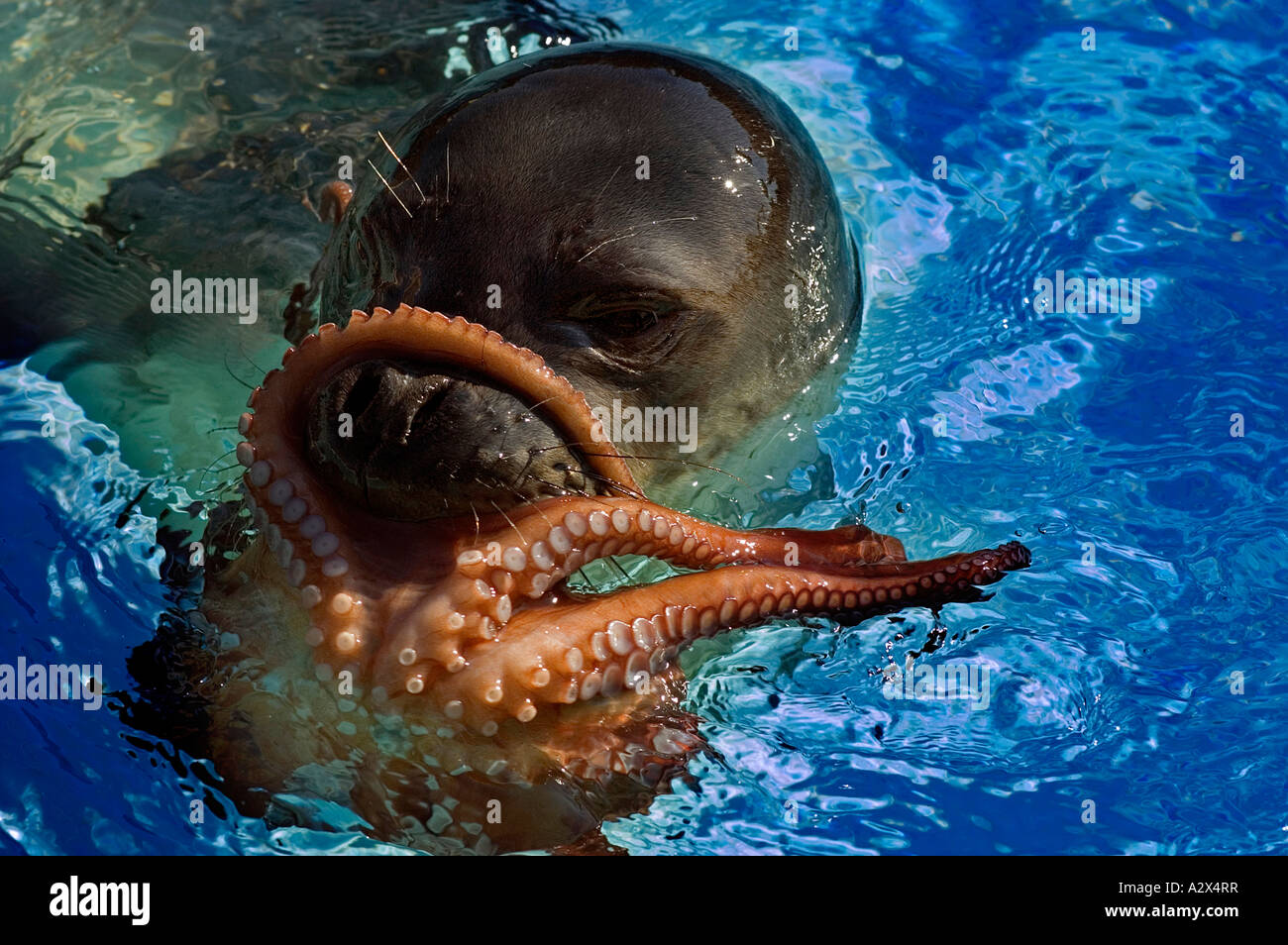 Mittelmeer-Mönchsrobbe, Monachus Monachus, mit einer Krake Fang, Foca Izmir Türkei. Stockfoto