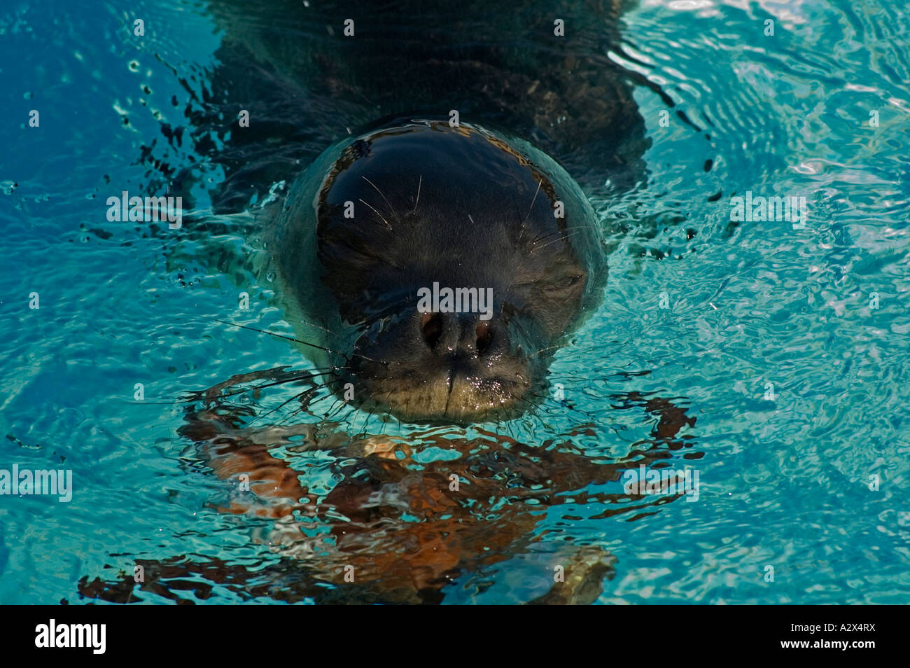 Verwaiste Mittelmeer Monk Seal Badem spielen in einem Pool, BAZL Monk Seal-Reha-Zentrum, Izmir-Türkei. Stockfoto