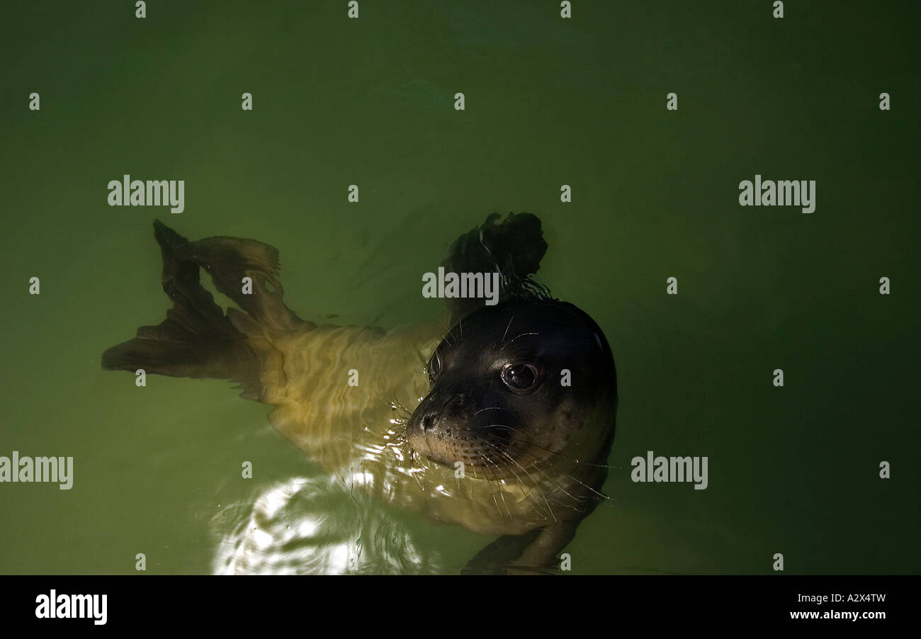 Verwaiste Mittelmeer Monk Seal Badem in ihrem Pool, BAZL Monk Seal-Reha-Zentrum, Izmir-Türkei. Stockfoto