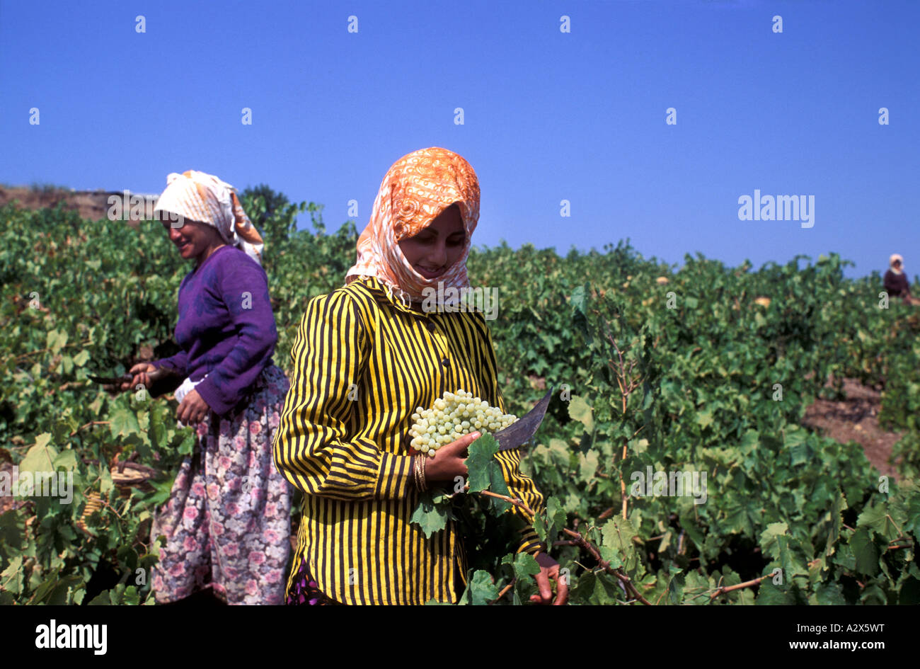 Weinlese in der Türkei Aydin. Stockfoto