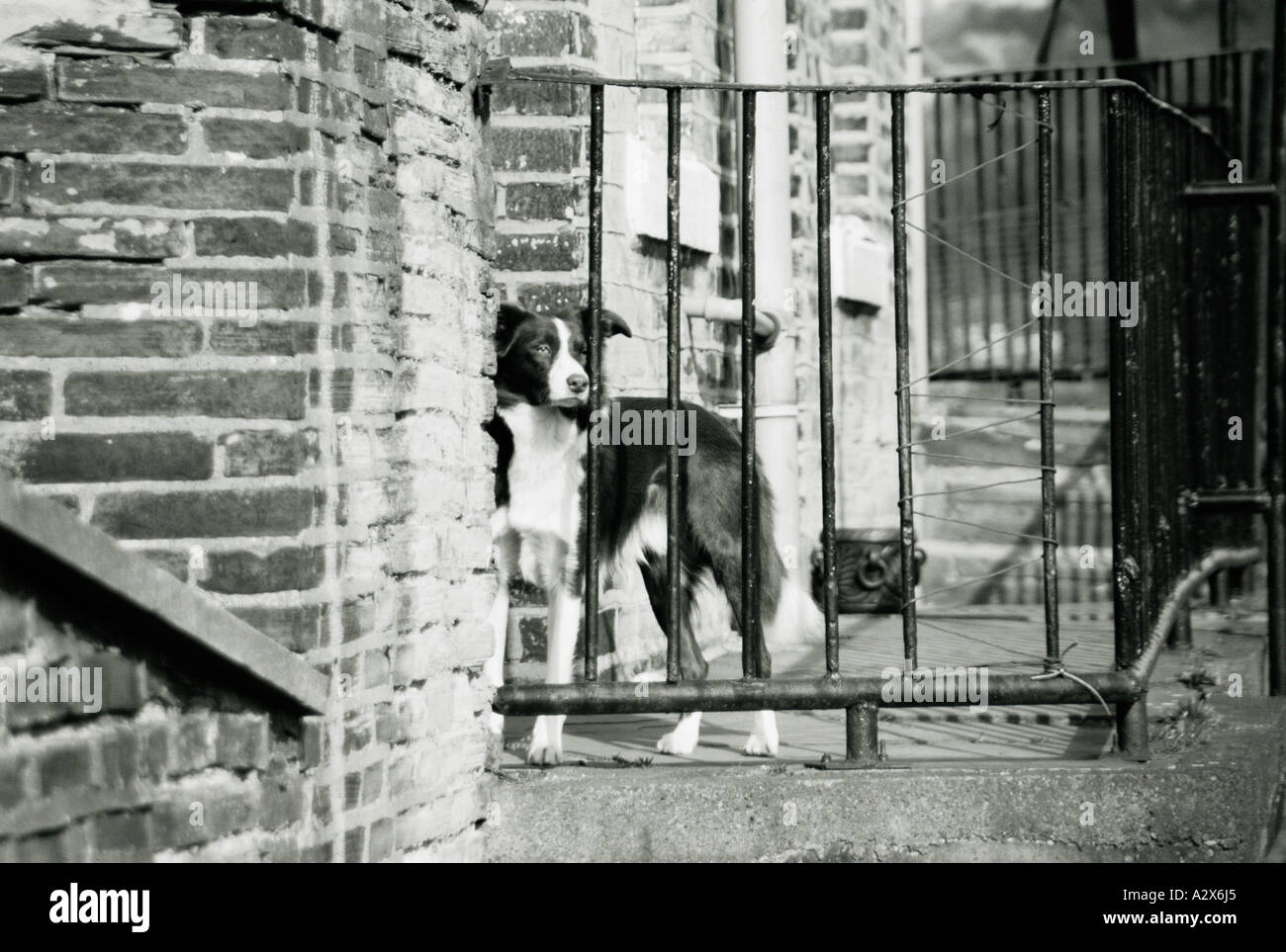 Hund im Hof gesperrt. Stockfoto