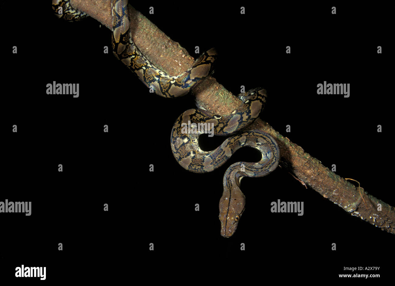 Netzpython Python Reticulatus, auf einem Baum, Danum Valley Borneo Malaysia. Stockfoto