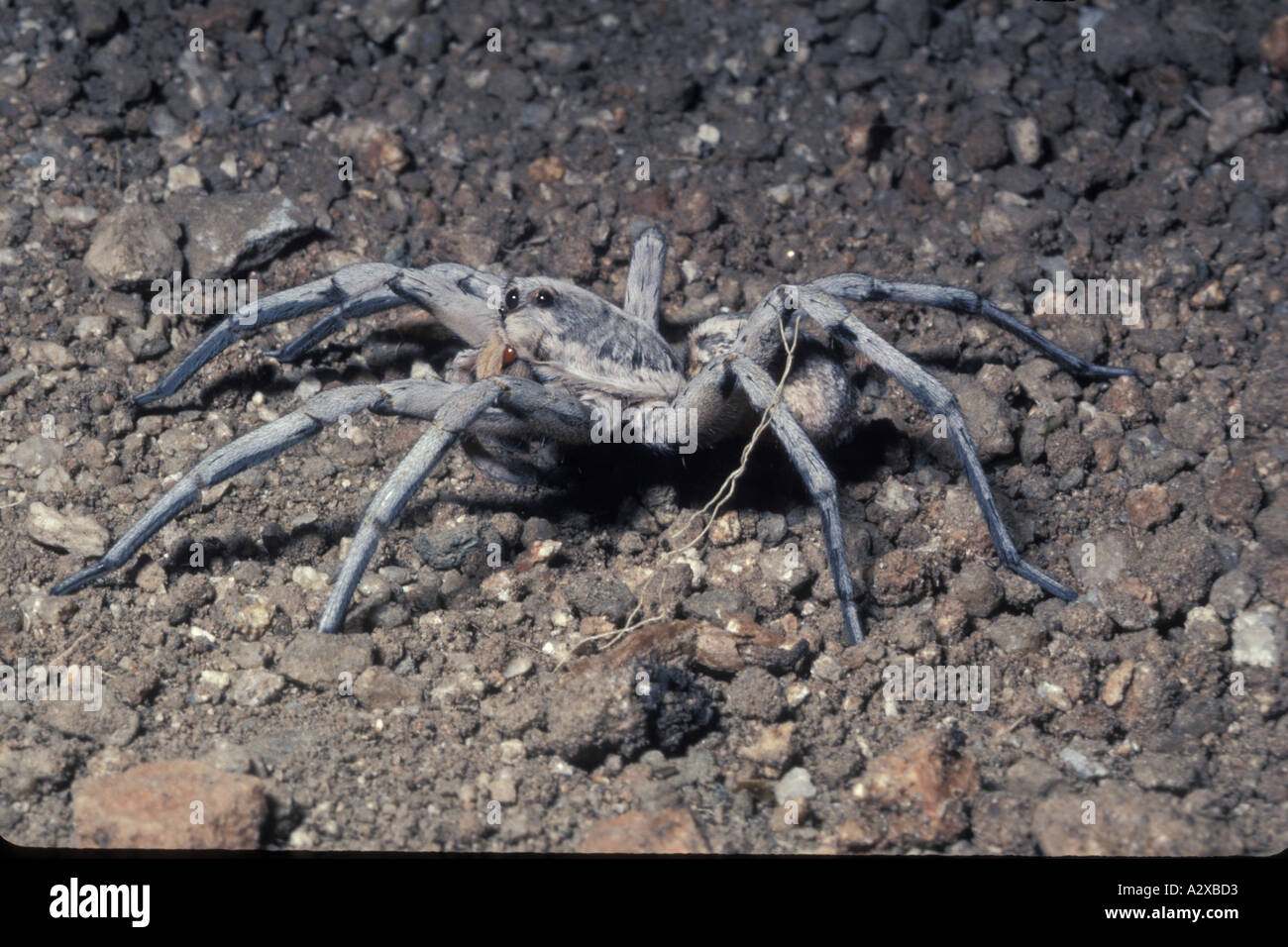 Tollwütigen Wolf Spider Lycos Sonora-Wüste Mexiko Sanz VISUAL geschrieben Stockfoto