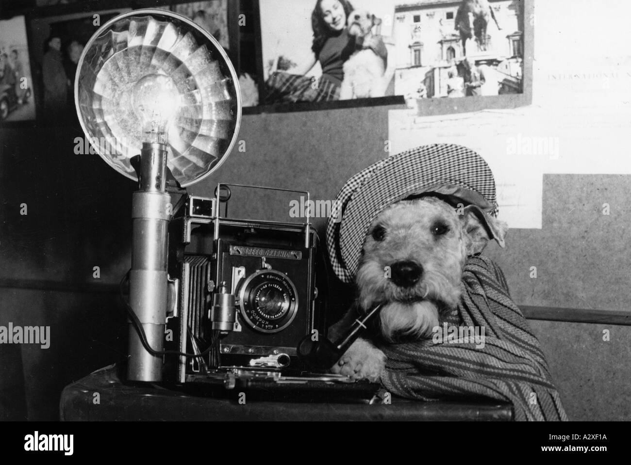Dieses Foto war die Gelegenheit für den italienischen Unterredakteur, sich über seine Fotografen-Kollegen im Jahr 1948 lustig zu machen der berühmte Hund, der den Spitznamen „Stolz von Rom“ erhielt, ist für seine vielen Unternehmungen und seinen sehr unternehmungslustigen Geist gerade dabei, sich auf einen zu begeben neues Tätigkeitsfeld Pressefotografie gut lucl Lao Tze dieses Foto gibt dem italienischen Redakteur 1948 Anlass seine fotografirenden Kollegen zu bespoetteln Dieser beruehmte Hund der aufgrund seiner zahlreichen Abenteuer und seines hoechst unterhaltenden Wesens der Stolz von Rom gerufen wird probiert sich nun auf einem neuen Aktivitaetsfeld der Pressefotografie viel Stockfoto