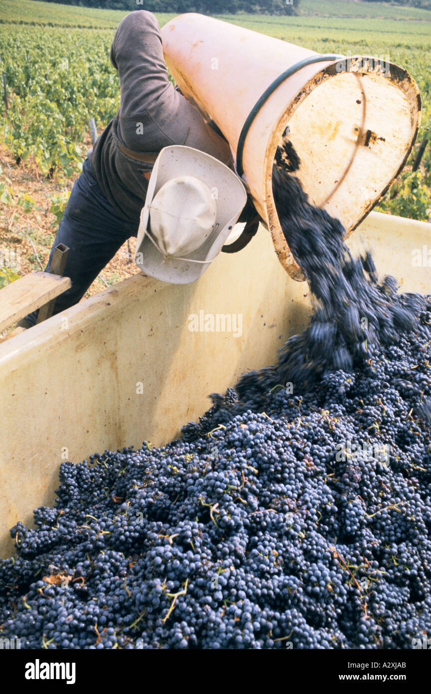 Wein-Industrie in Frankreich Trauben in einem van geleert wird Stockfoto