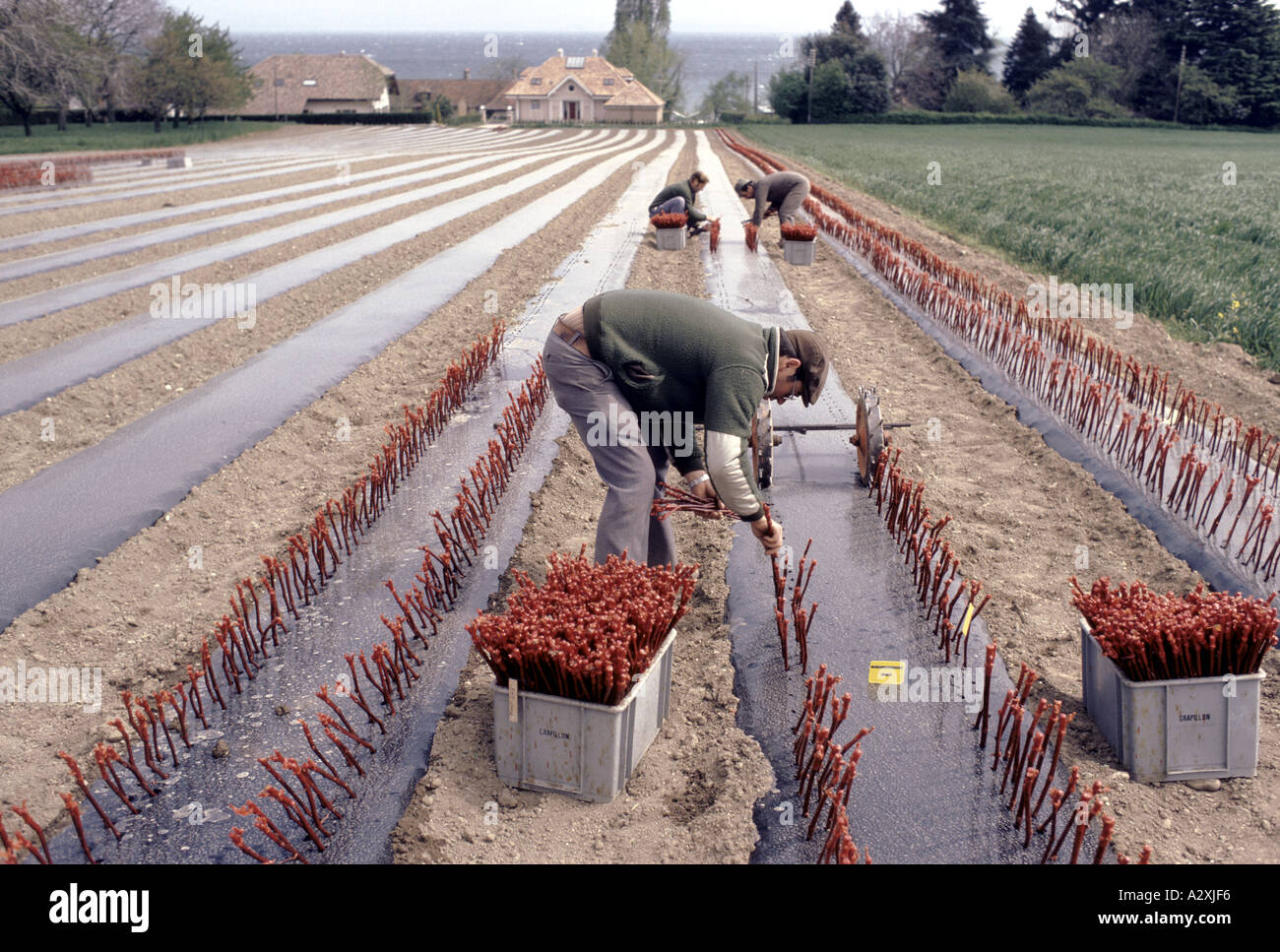 Arbeitnehmer auf schmaler Erde Banken Pflanzen Stecklinge in Zeilen Landwirtschaft rund um den Genfer See Stockfoto