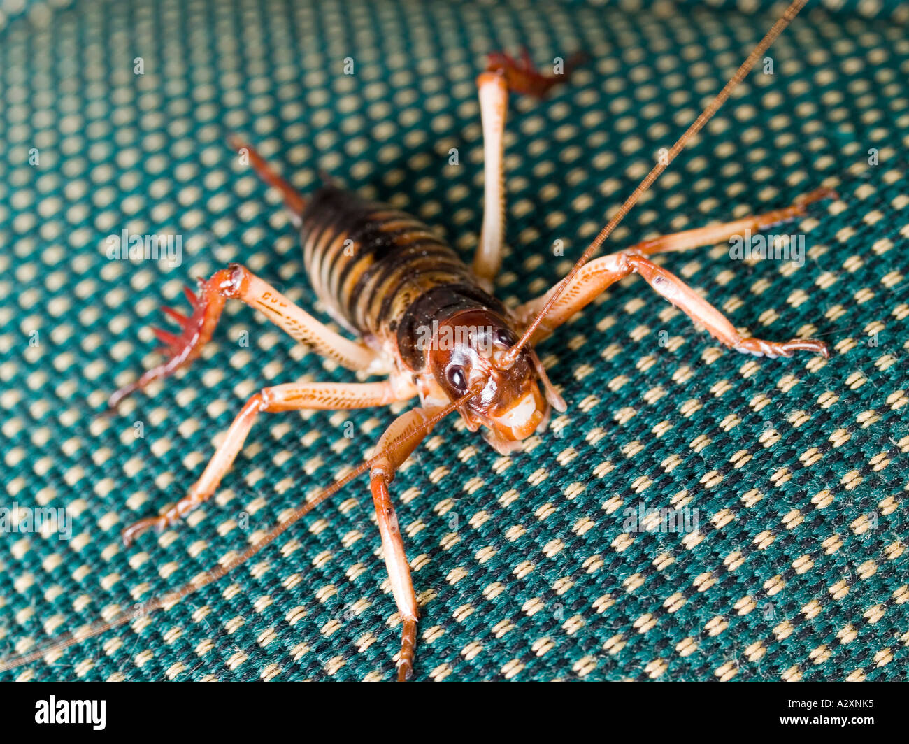 Diese Weta im Zusammenhang mit einem exotischen Insekt Heuschrecken, Grillen  und Heuschrecken Reittiere eine Herausforderung während es klammert sich an  einen Stuhl Stockfotografie - Alamy