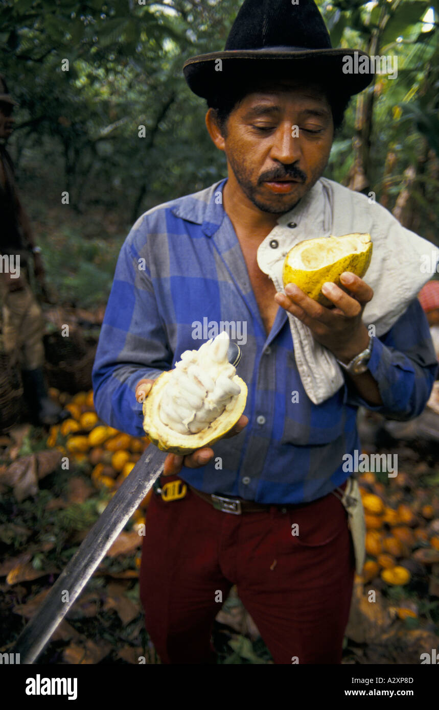 Ein Plantagenarbeiter hält eine Kakaofrucht er nur aufgeschnitten hat, die Bohnen zu offenbaren.  Dies wird verarbeitet werden, um Schokolade, Provinz Bahia Brasilien machen Stockfoto