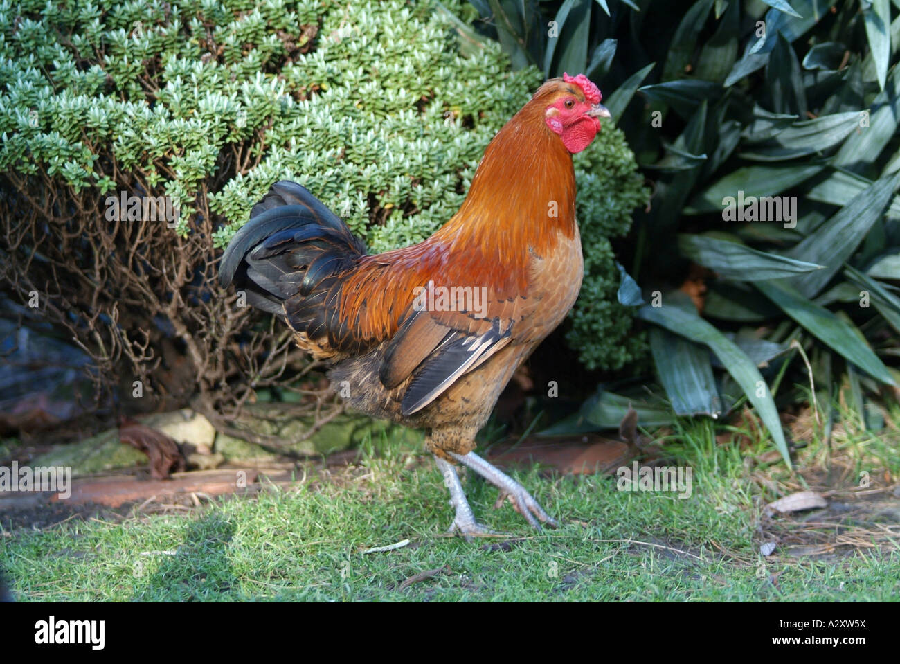 Hahn im Hausgarten, North Yorkshire, England 2007 Stockfoto