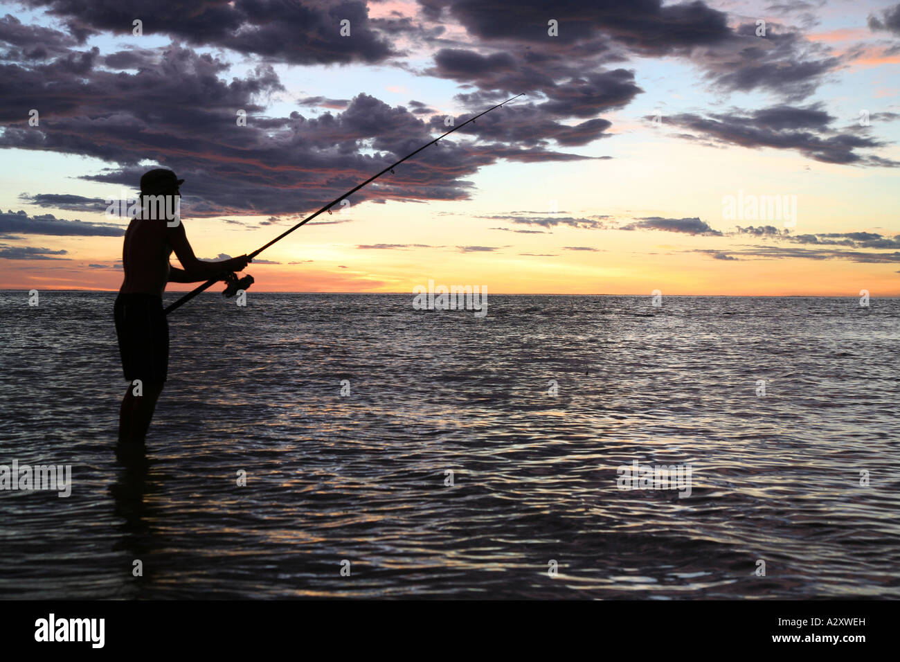 Fischer Nigaloo Reef marine Reserve / Cape range Nationalpark Western Australia Stockfoto