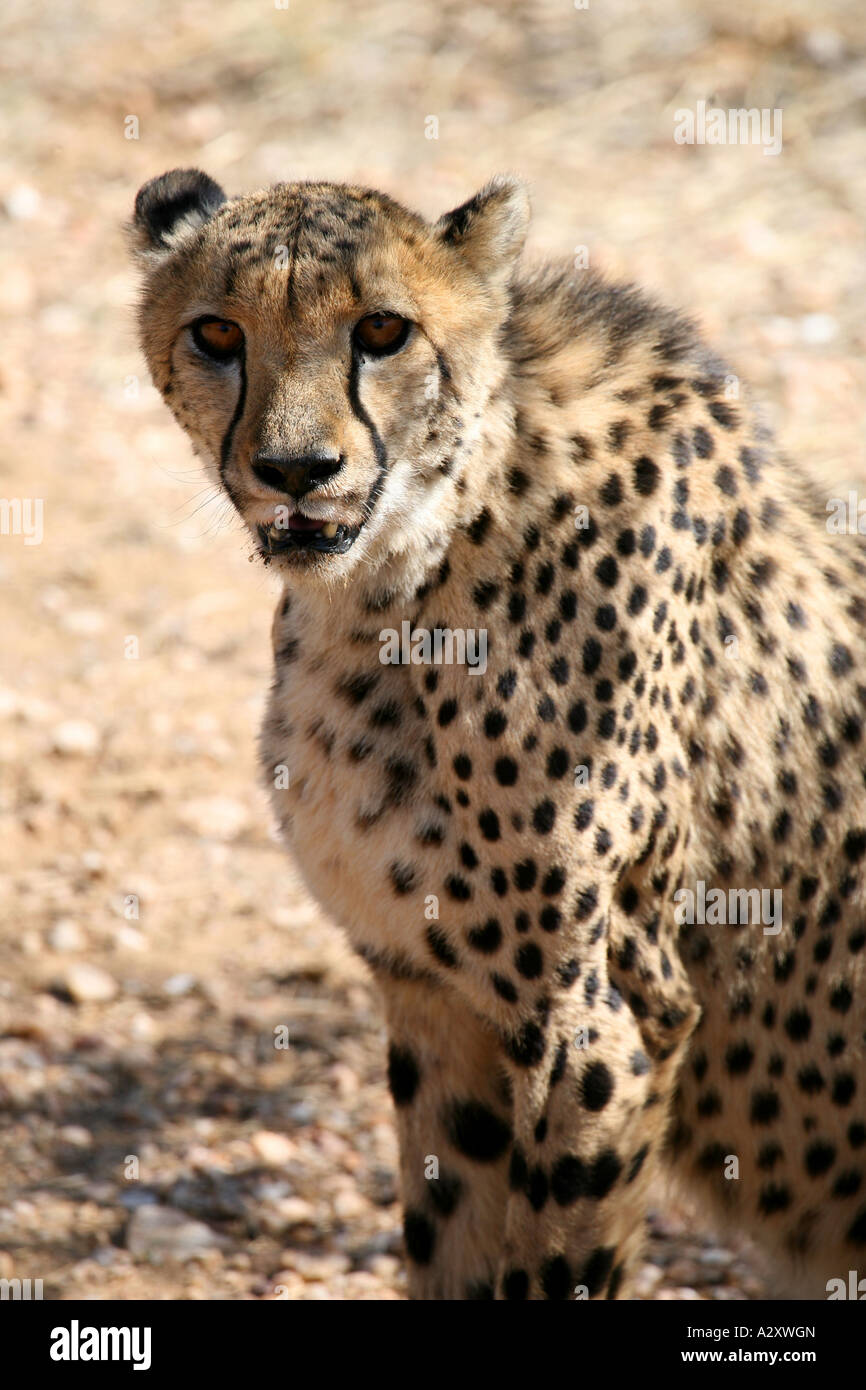 Gepard-Namibia Stockfoto