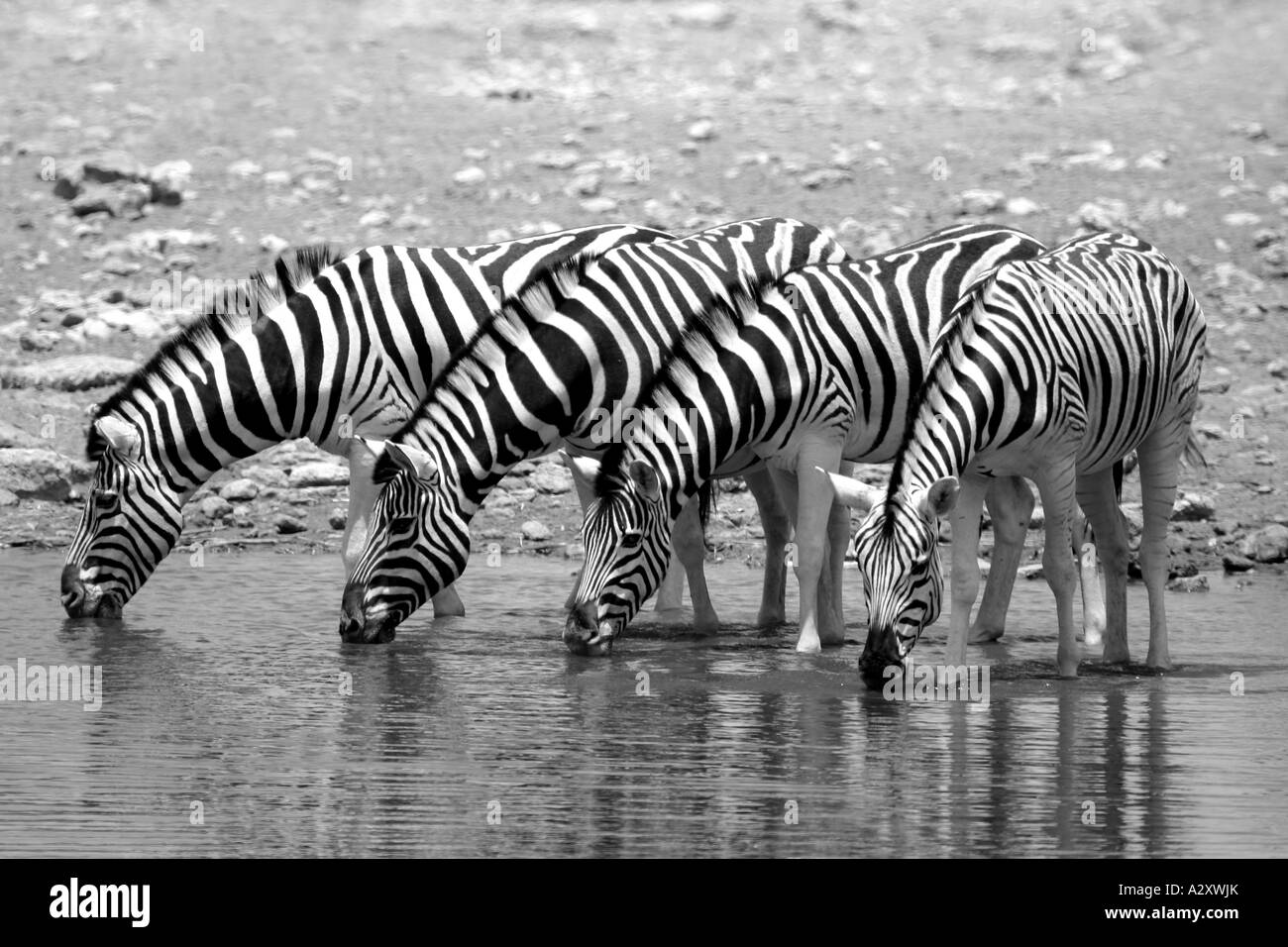 Zebra, trinken Stockfoto