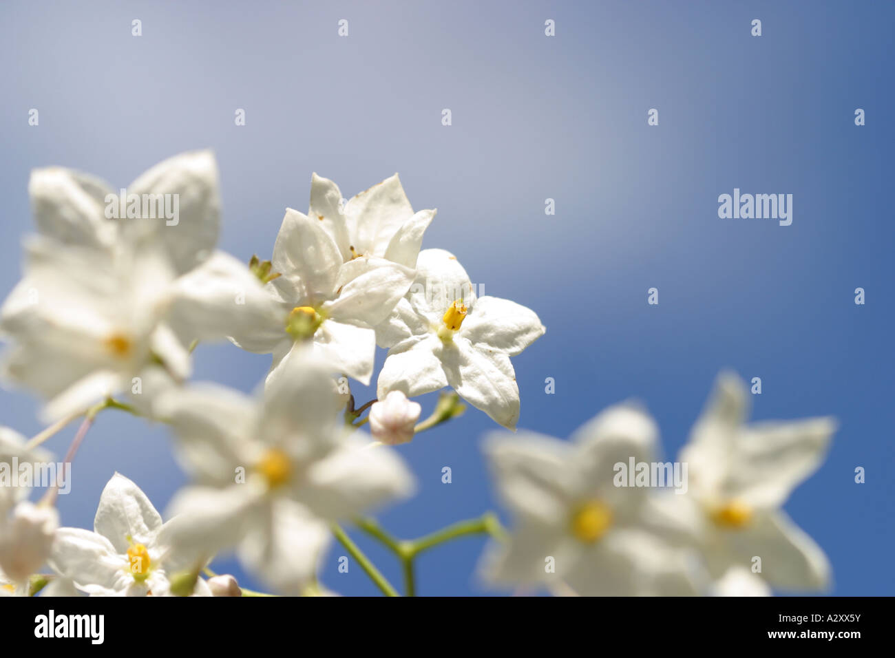 Solanum Jasminoides - The Potato Vine ist eine hohe Kletterpflanze mit eleganten weißen und gelben Blüten Stockfoto