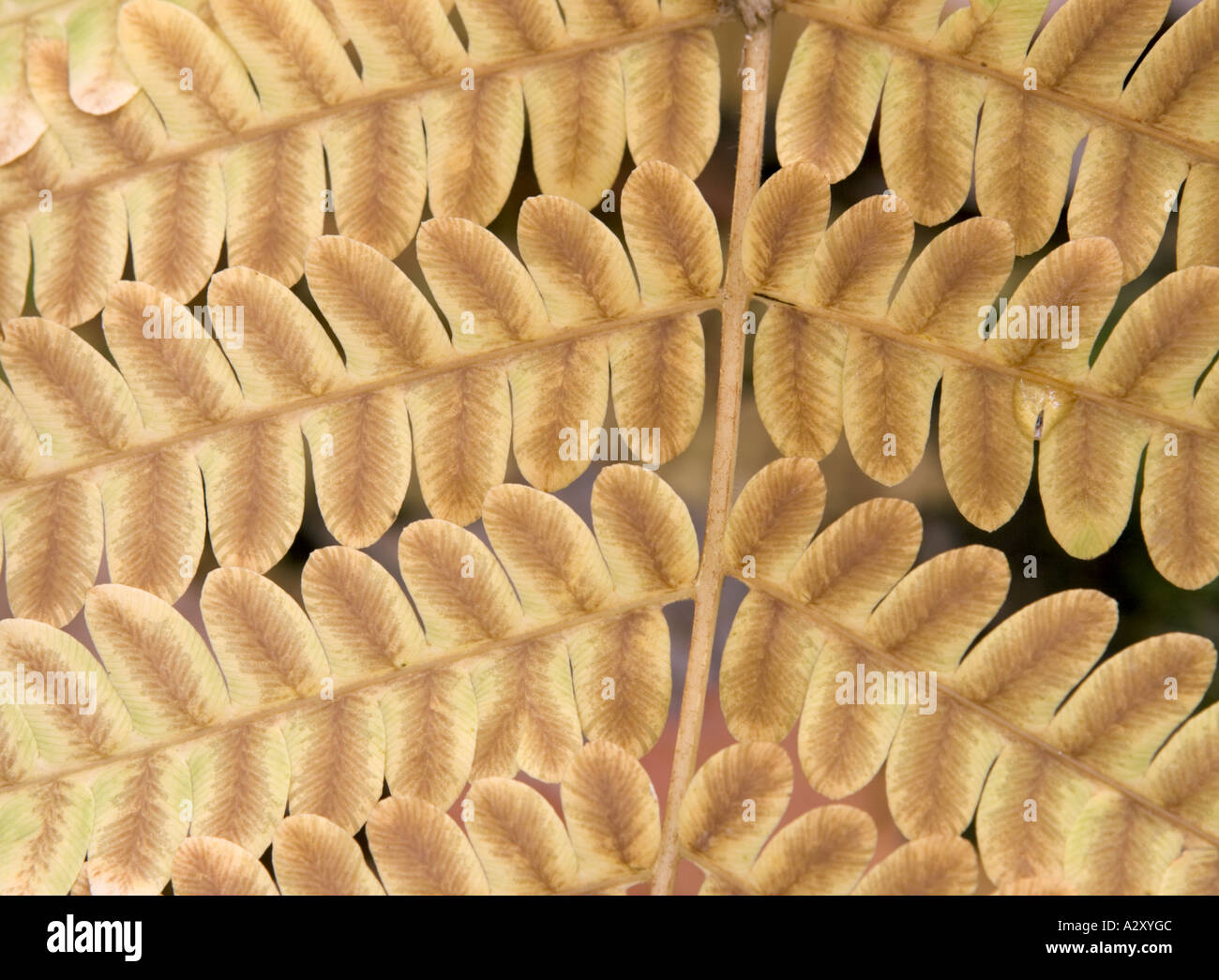 Detailbild der Herbst Farne Stockfoto