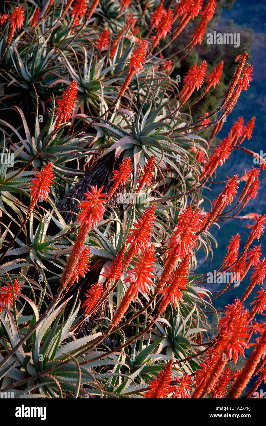 Aloe Vera in voller Blte in Portugal Madeira Inseln Stockfotografie - Alamy