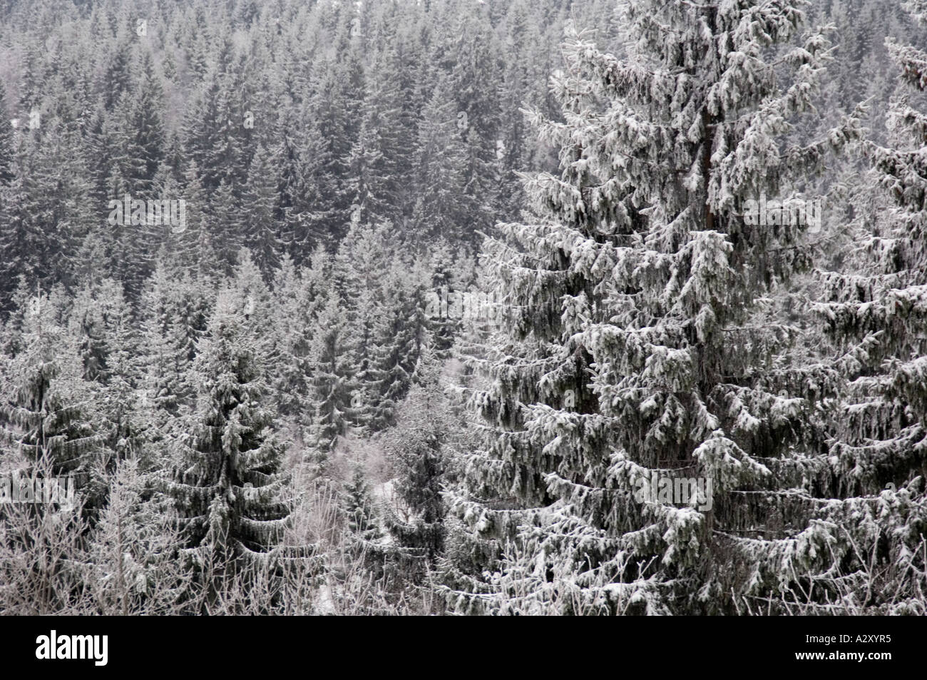 Verschneite Szene der Weihnachtsbäume in den Hügeln oberhalb von Oslo, Norwegen. Stockfoto