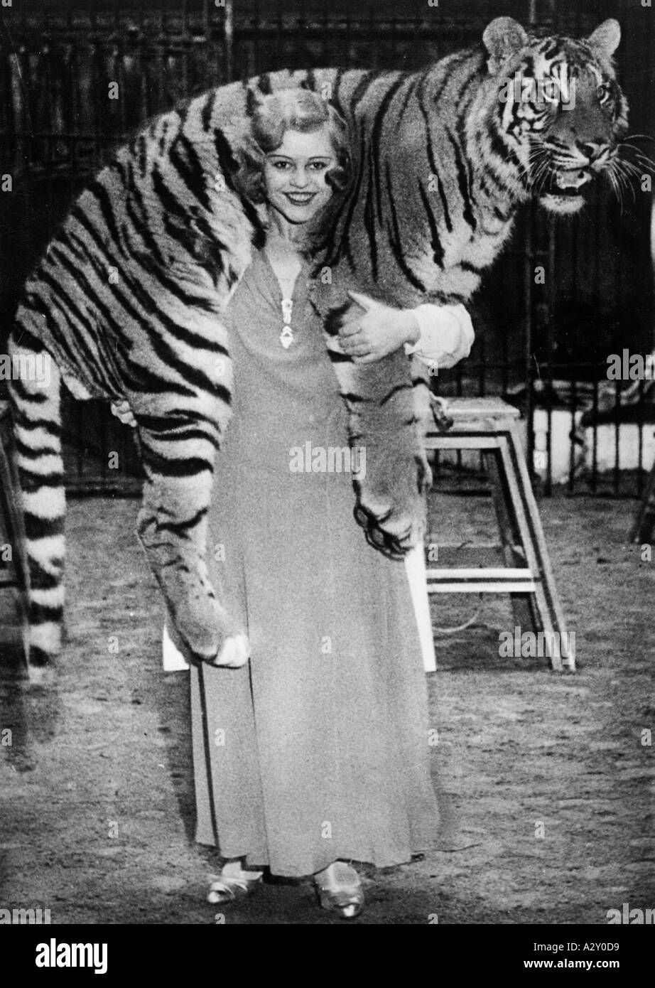 Tiger sind die Könige unter den fünf großen Raubtieren und gehörten auch zu den Hauptattraktionen Deutschlands s Krone Circus Miss Cilly mit 17 Jahren war der jüngste Wildtierbändiger in Deutschland dabei ein Jahr hier wird sie mit ihrem Lieblingstiger Ceylon am 8. April 1931 die Tiger sind die Koenige gesehen der fuenf grossen Raubtiere und gehoeren auch im deutschen Zirkus Krone zu den Hauptattraktionen Fraeulein Cilly mit 17 Jahren die juengste deutsche Raubtierdompteuse und seit einem Jahr in der Manege taetig praesentiert hier am 8. April 1931 Ihren Lieblingstiger Ceylon neugierige Momente S 346 Stockfoto