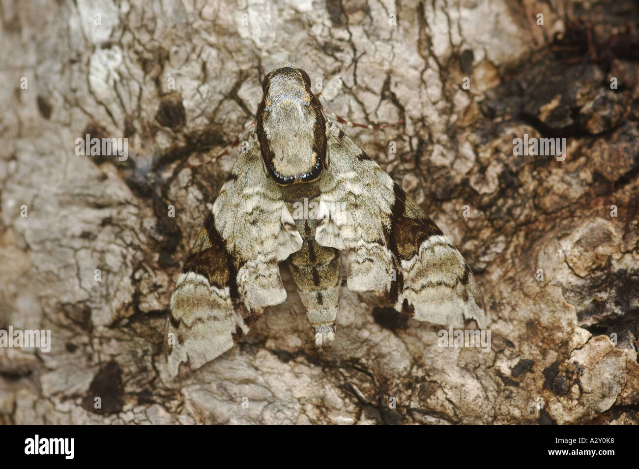 Getarnte Megacorma Hawk Moth (Megacorma Obliqua) im Nationalpark Khao Yai, Thailand Stockfoto