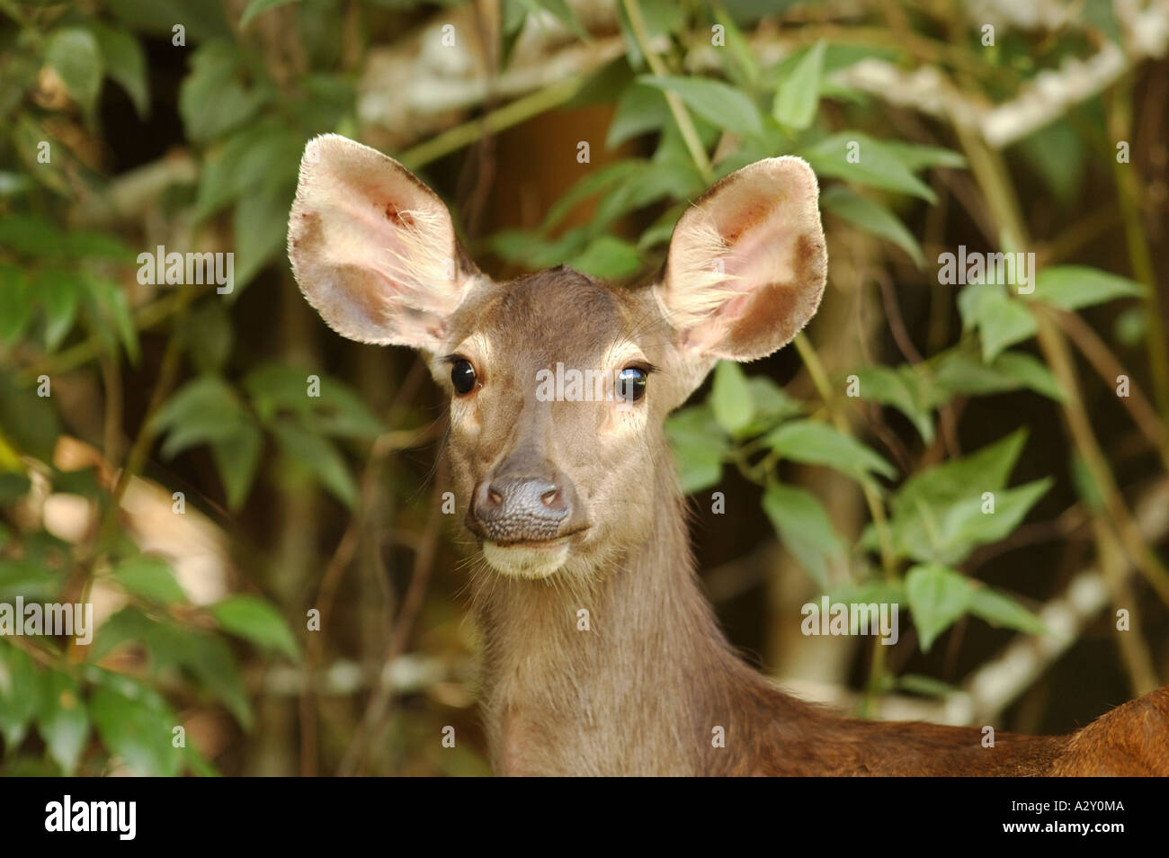 Sambar Deer im Nationalpark Khao Yai, Thailand Stockfoto