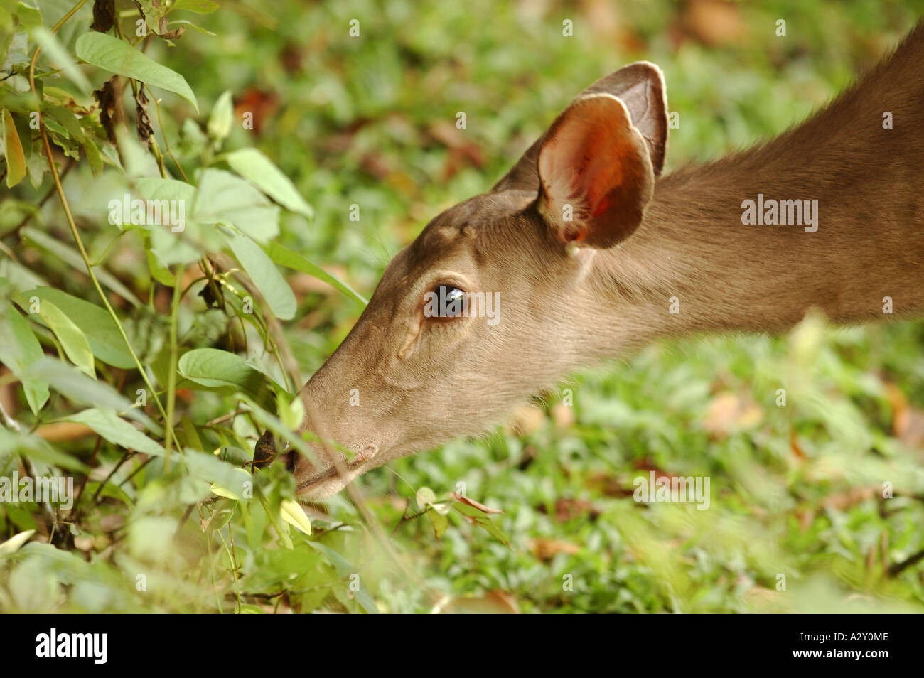 Sambar Deer Surfen im Nationalpark Khao Yai, Thailand Stockfoto