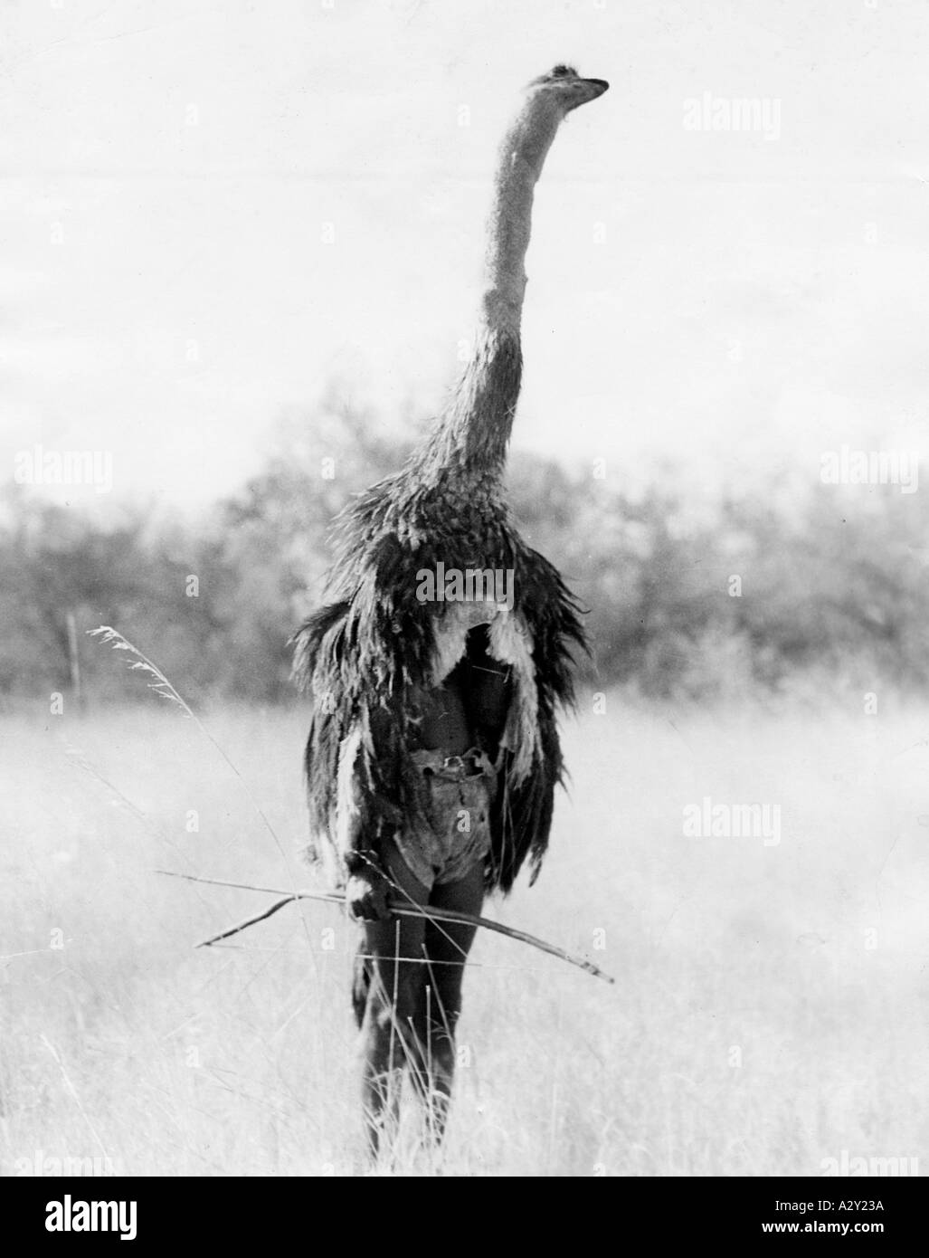 Kalahari Wüste im südlichen Afrika März 1930 die Buschmänner tarnen sich mit dem Gefieder Hals und Kopf eines Straußes um sich ihrem Steinbruch zu nähern ohne Aufmerksamkeit zu erregen die Beute wird dann mit Bogen und Pfeil versendet Kalahari Wueste im Sueden Afrikas Maerz 1930 die Buschmaenner tarnen sich mit dem Gefieder und dem Kopf eines Strausses um sich den Tieren unauffaellig naehern zu koennen die Beute wird dann mit Pfeil legt 628 neugierige Momente Momente Stockfoto